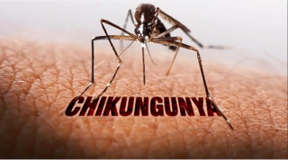 phong benh chikungunya