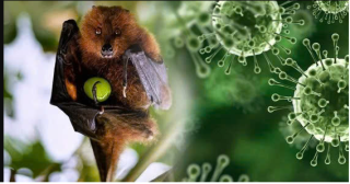 thong tin ve dich benh do vi rut nipah